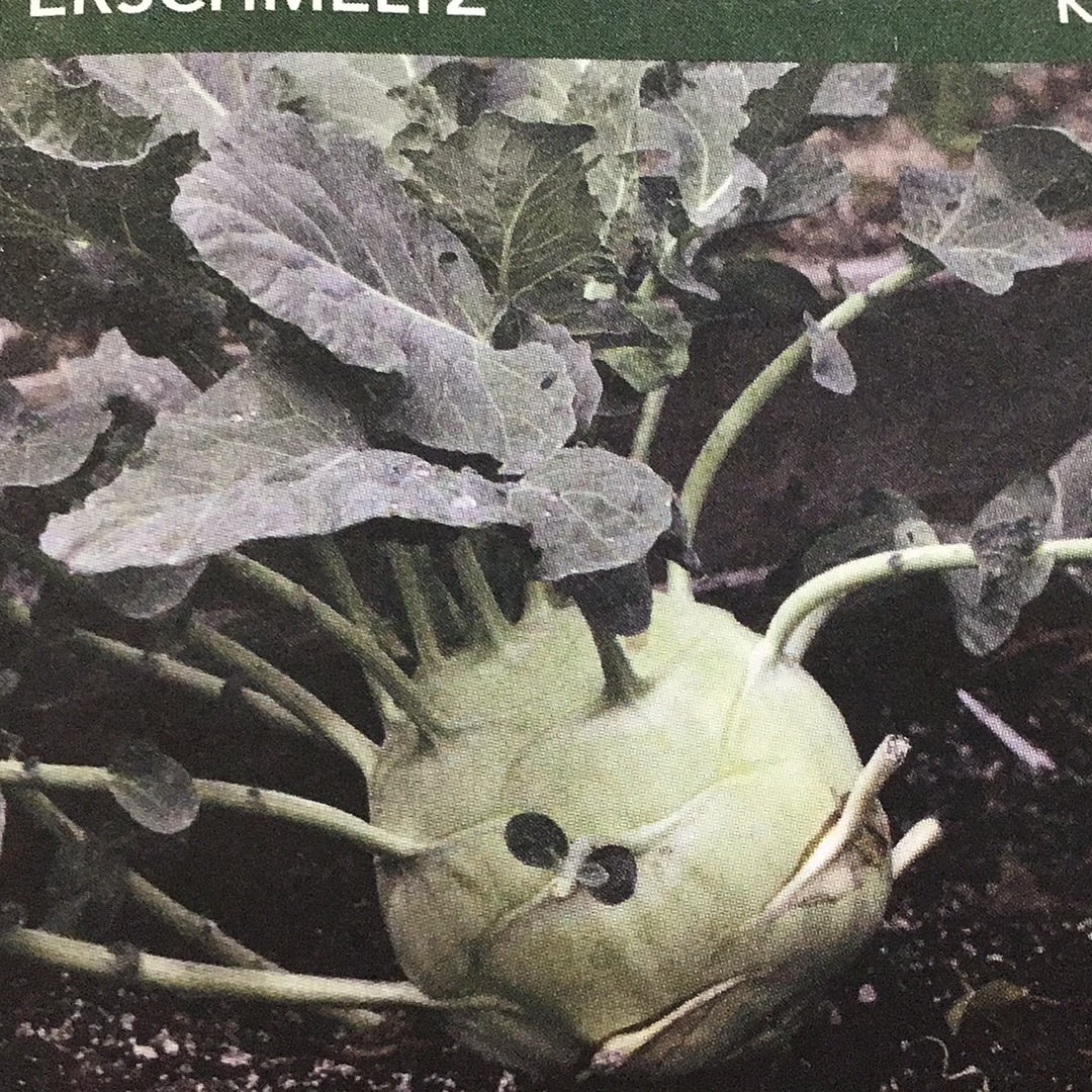 Kohlrabi Superschmeltz