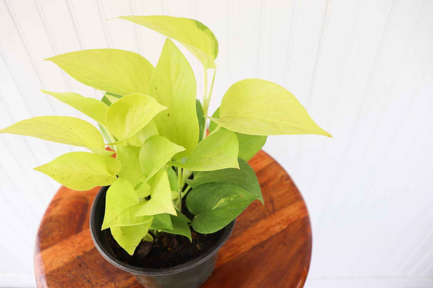 Anna's Garden, Home and Wellness - 6" Pothos Assorted
