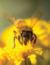 Load image into Gallery viewer, Honey Bee Hobbyist, 2nd Edition : The Care and Keeping of Bees
