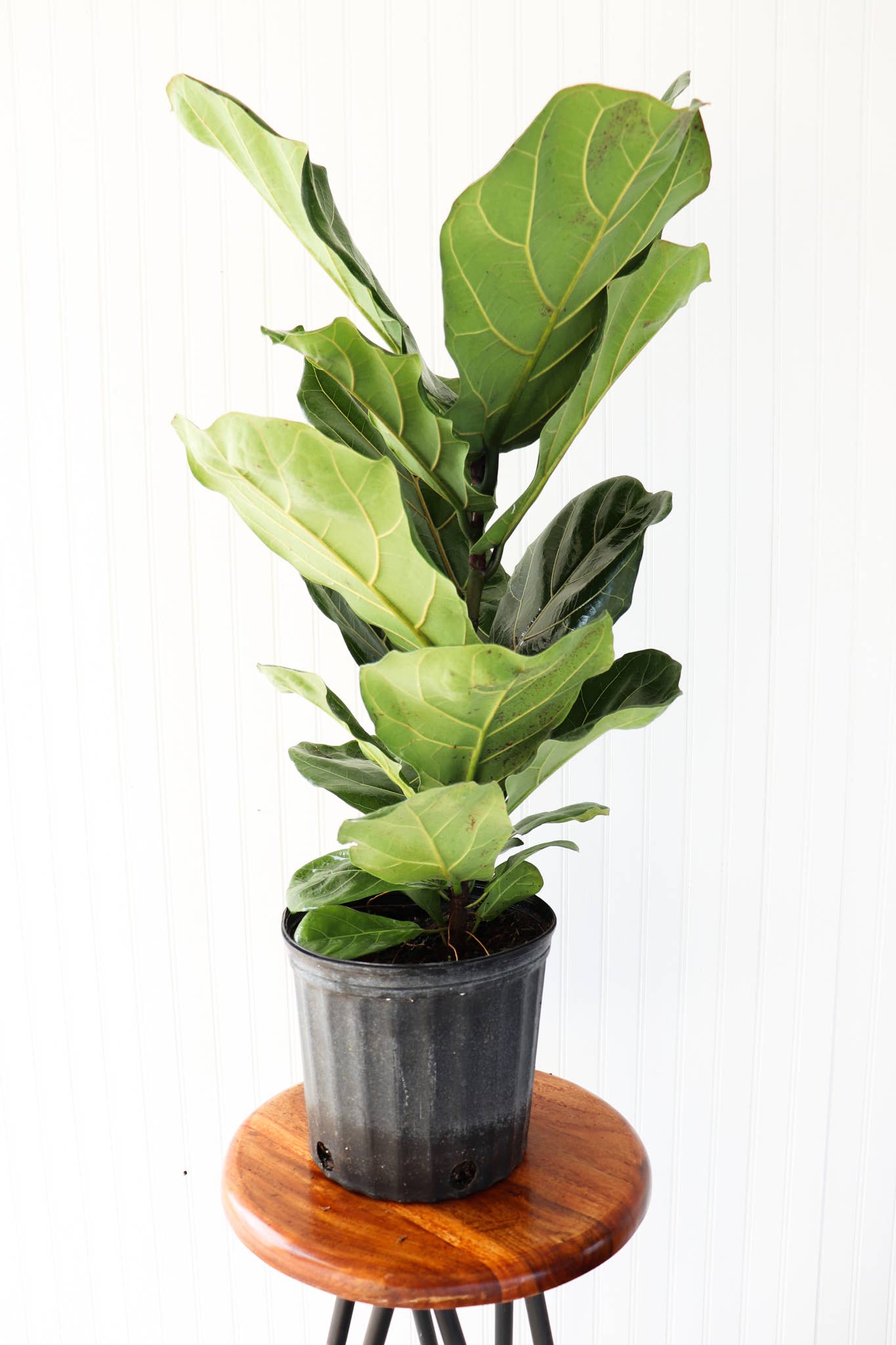 Ficus Lyrata Bush 12"