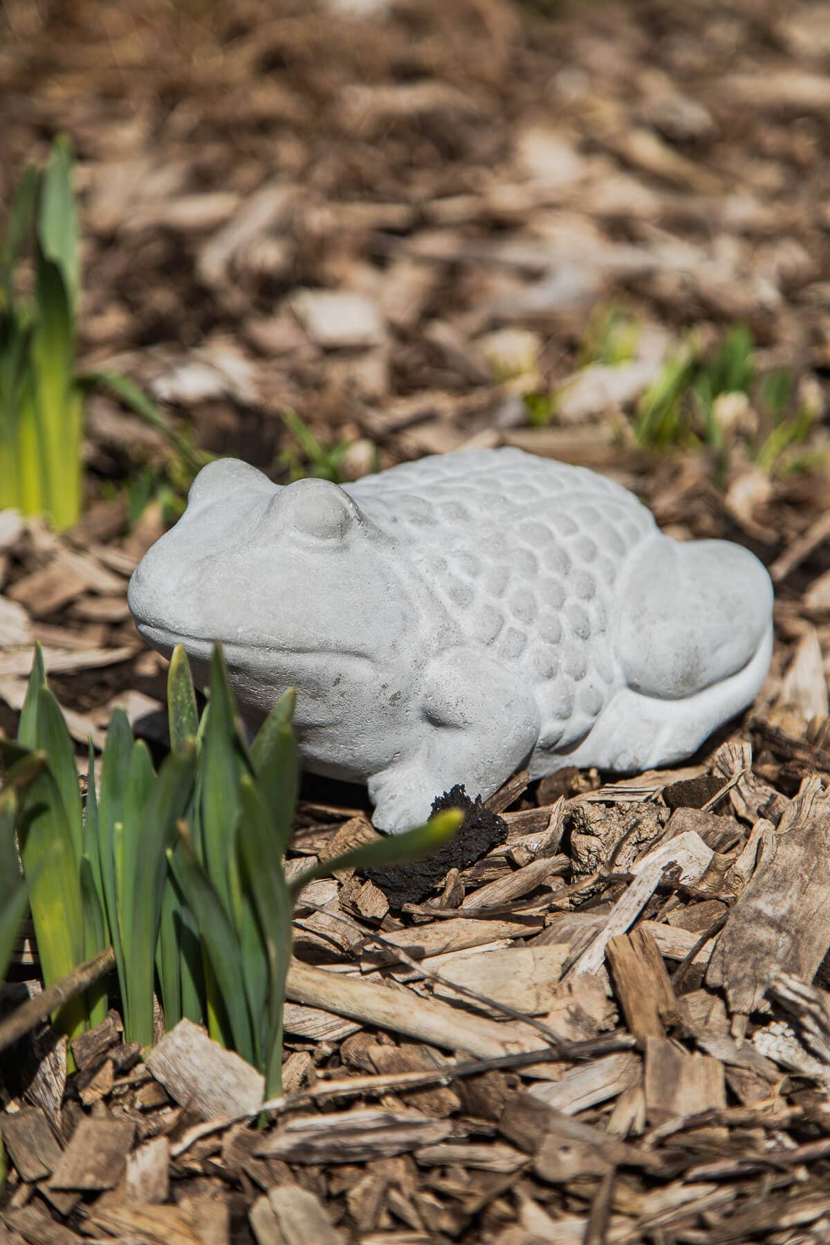 Bacon Basketware - CEMENT FROG: Cement