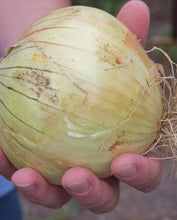 Load image into Gallery viewer, Onions Alisa Craig
