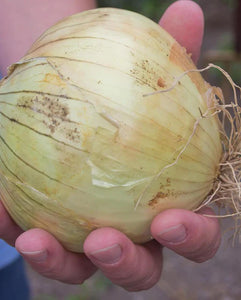 Onions Alisa Craig