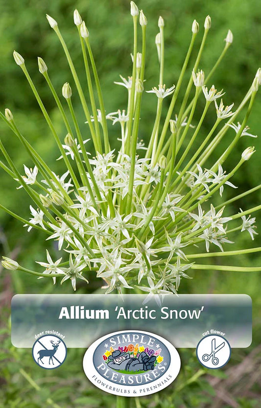 Allium Arctic Snow