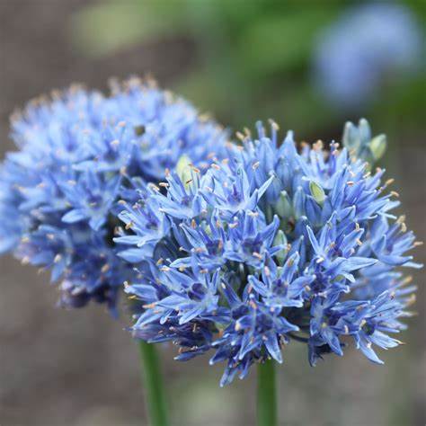 Allium Azureum