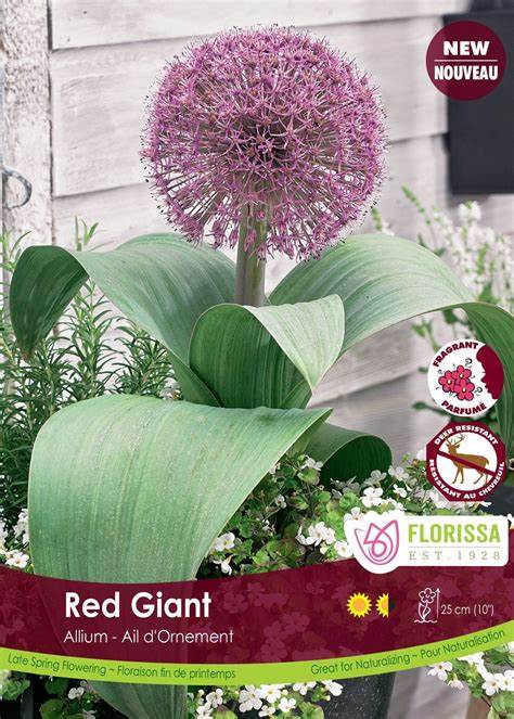 Allium Red Giant