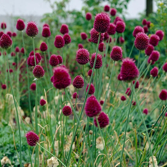 Allium Sphaerocephalon (DrumStick)