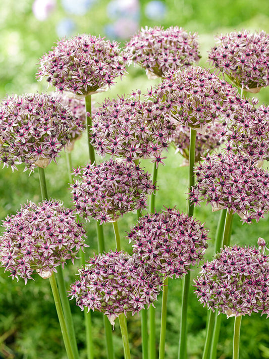 Allium Starlight