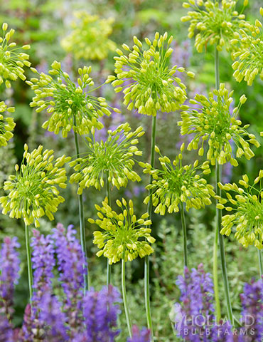 Allium Yellow Fantasy