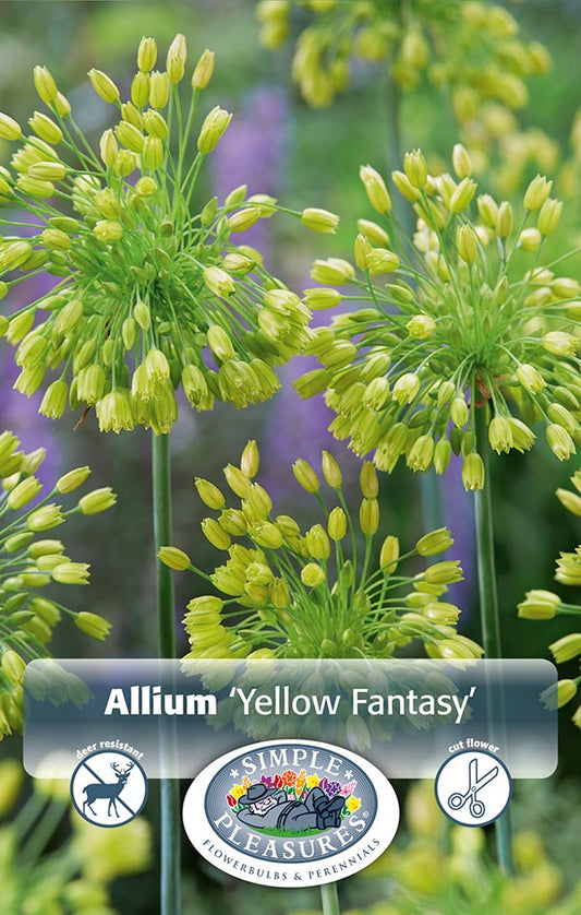 Allium Yellow Fantasy 10/pk