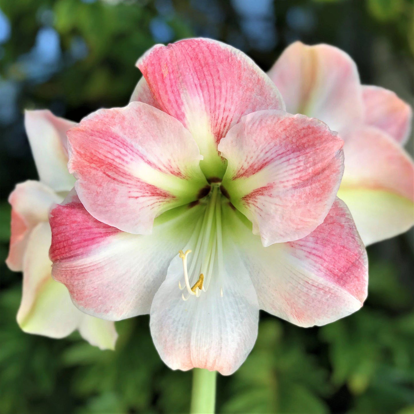 Amaryllis Apple Blossom