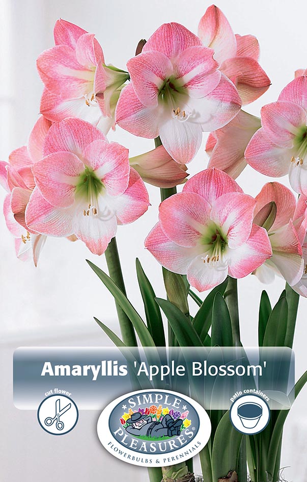 Bulbs, Hippeastrum, Amaryllis, Apple Blossom