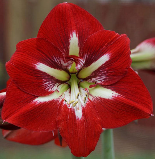 Amaryllis Barbados