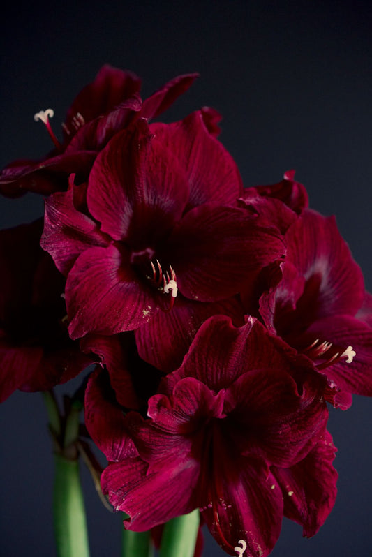 Amaryllis Black Pearl