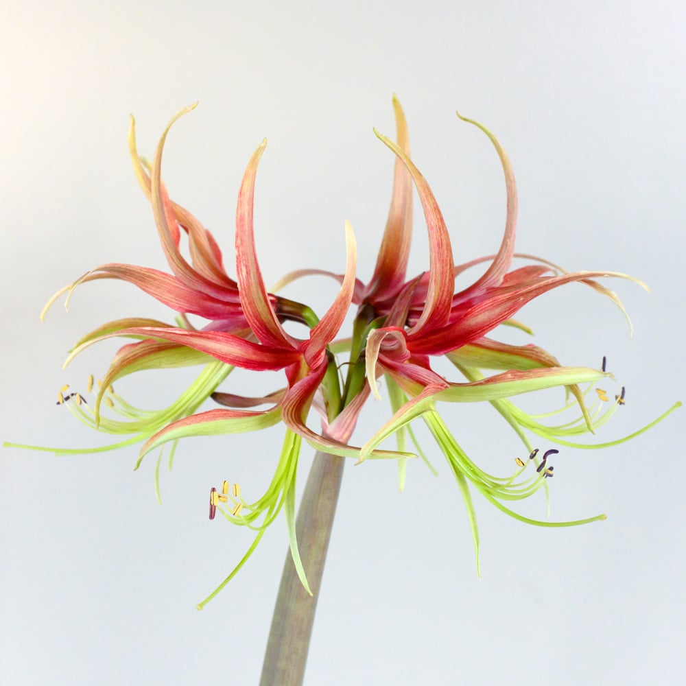 Amaryllis Chico