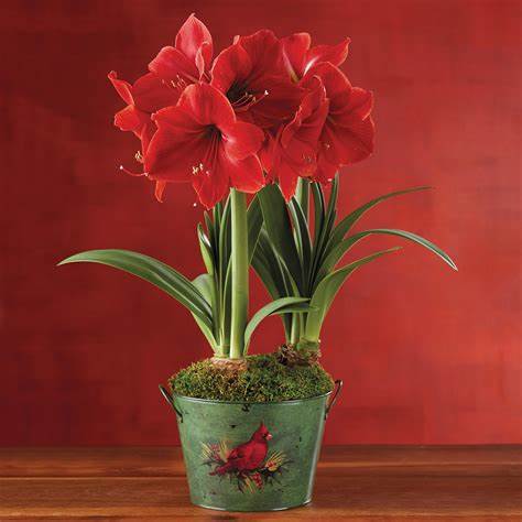 Amaryllis Christmas Bloom Blitzen