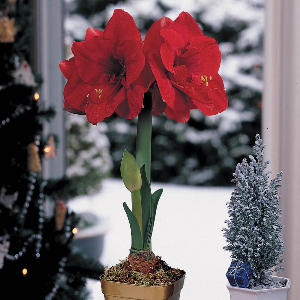 Amaryllis Christmas Bloom Rudolph