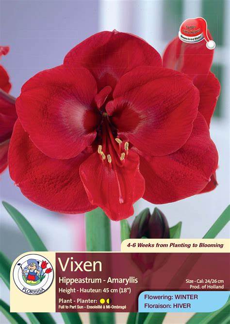 Amaryllis Christmas Bloom Vixen