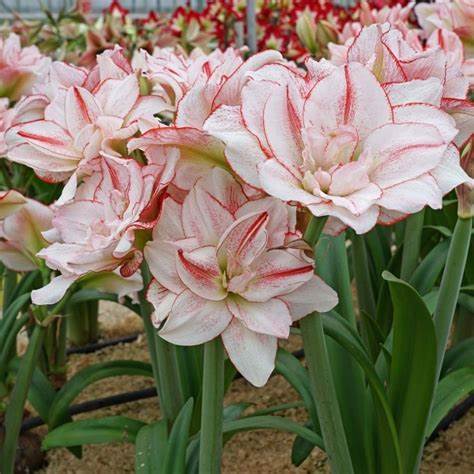 Amaryllis Double Amadeus