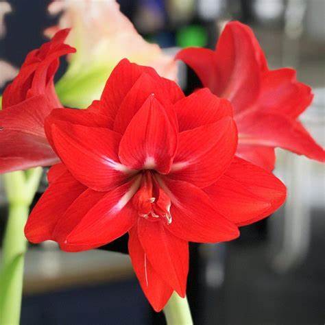 Amaryllis Double Red Peacock