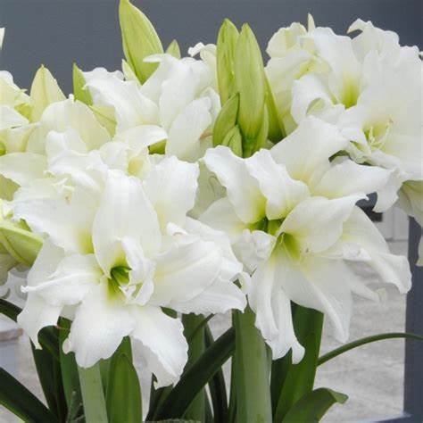 Amaryllis Double White Nymph