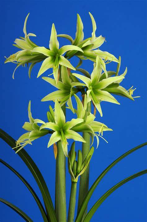 Amaryllis Magic Green