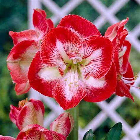 Amaryllis Mambo