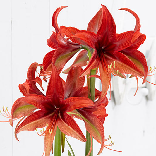 Amaryllis Bogota