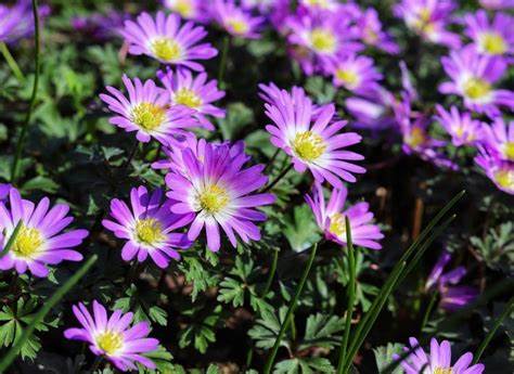 Anemones Charmer