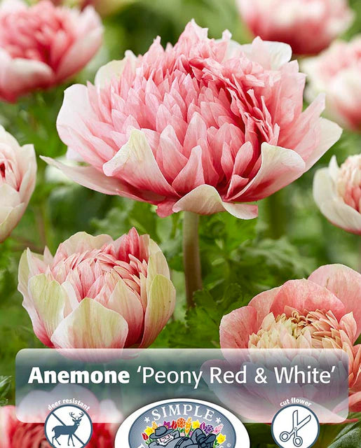 Anemones Peony Red/White