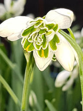Load image into Gallery viewer, Bulbs, Galanthus, Nivalis Hippolyta
