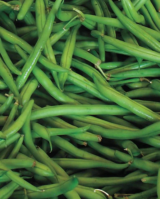 Bean Pole Beans Blue Lake