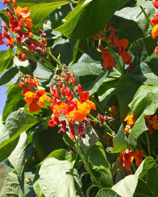 Scarlet Emperor Runner Bean Seeds