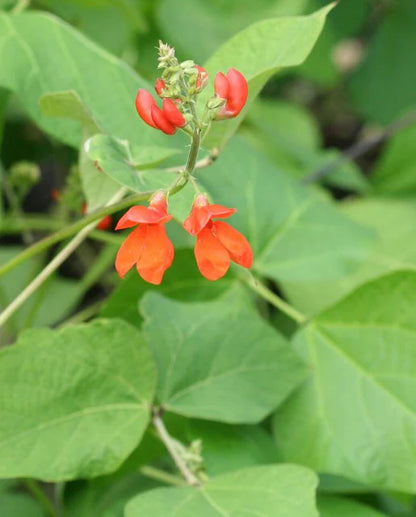 Scarlet Emperor Runner Bean Seeds