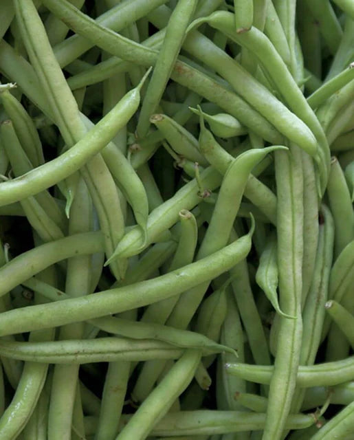 Bean Pole Beans Kentucky Blue