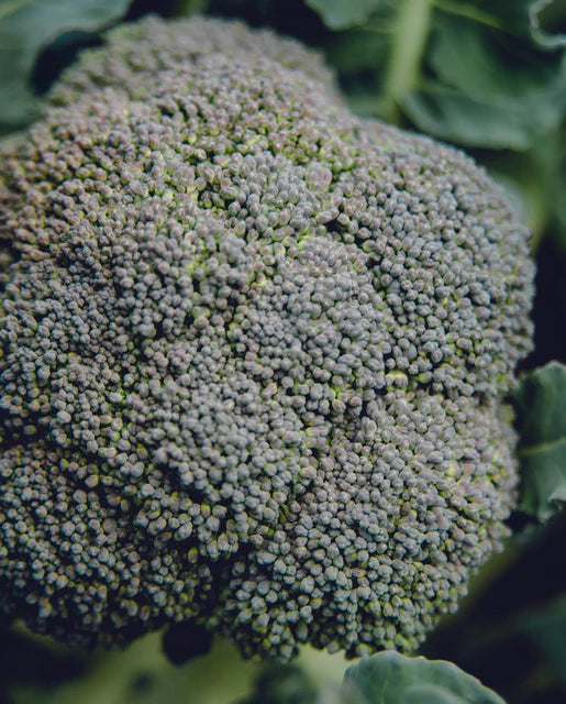 Belstar F1 Certified Organic Seeds
