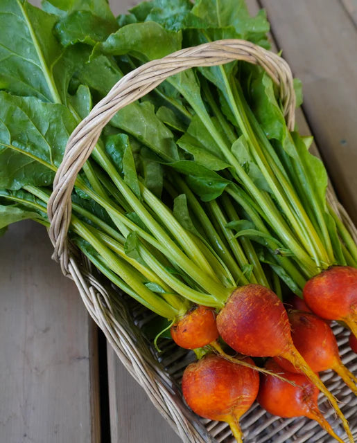 Golden Boy Beet Seeds