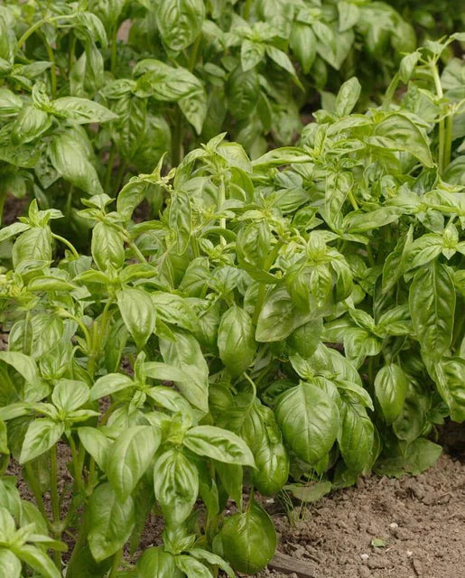 Herb Basil Genovese Organic