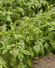 Load image into Gallery viewer, Herb Basil Genovese Organic
