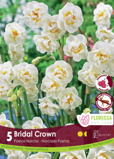Bulbs, Narcissus, Bridal Crown