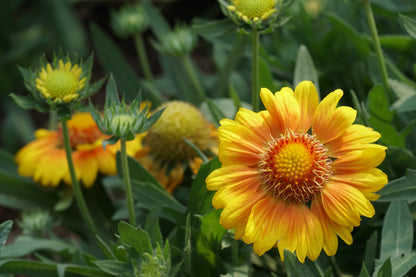 Seeds Blanketflower
