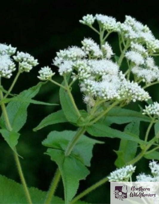 Seeds Boneset