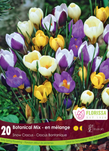 Bulbs, Snowcrocus, Mixed Colours/Botanical Mix