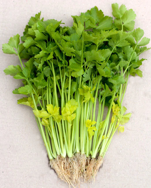 Chinese Yellow Stem Seeds