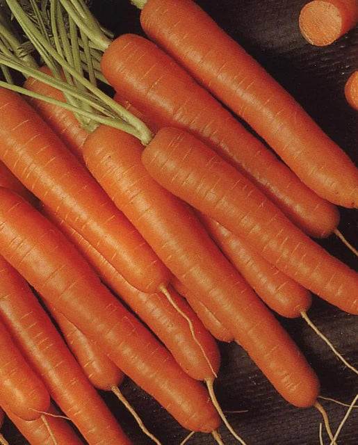 Bolero Carrot Seeds