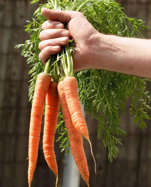 Bolero Carrot Seeds