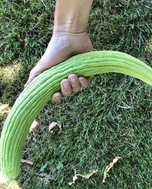 Armenian Cucumber Seeds