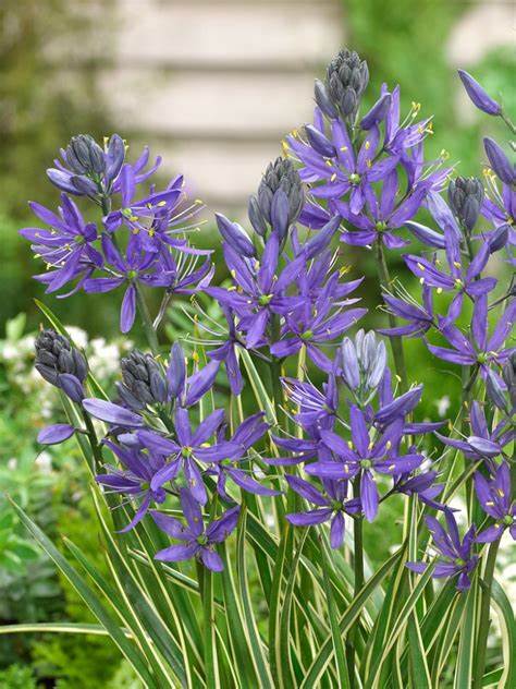 Camassia Blue Melody