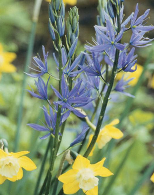 Camassia Esculenta Quamash