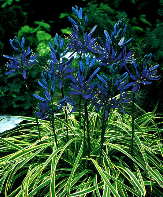 Camassia Quamash Blue Melody